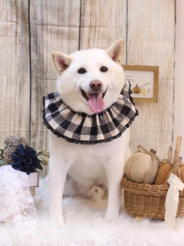 20241003タロ―くん